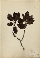 藏品(毽子櫟)的圖片